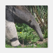 Riant Anteater Foto Magnet (Vorne)