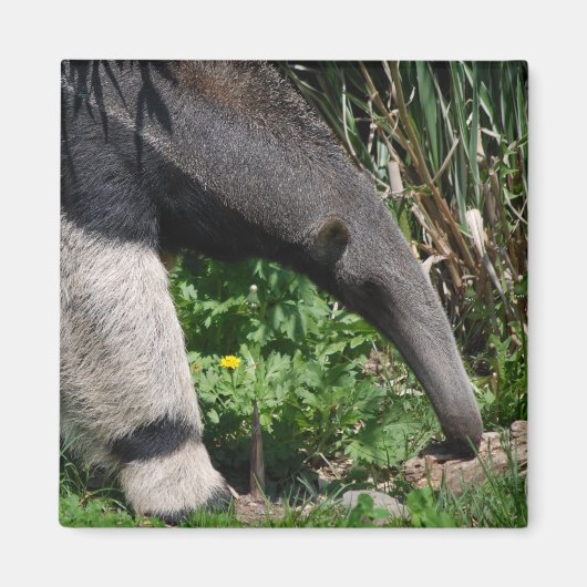 Riant Anteater Foto Magnet (Vorne)