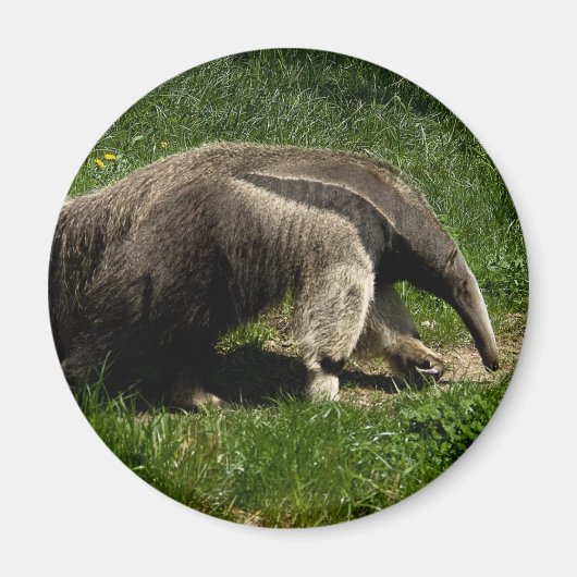 Riant Anteater Magnet (Vorne)