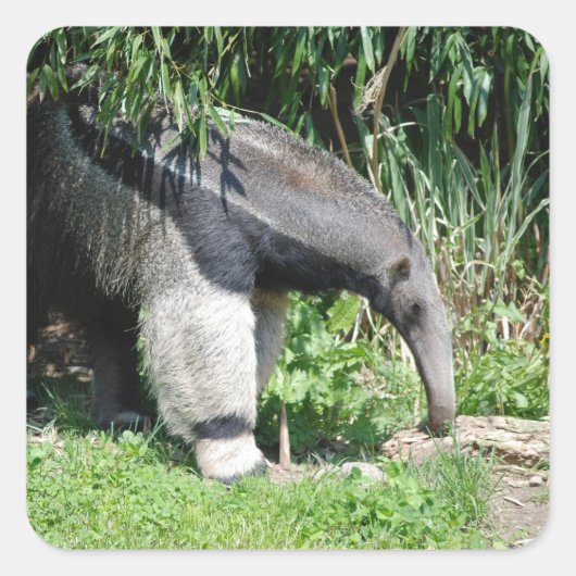 Riant Anteater Stickers (Vorderseite)