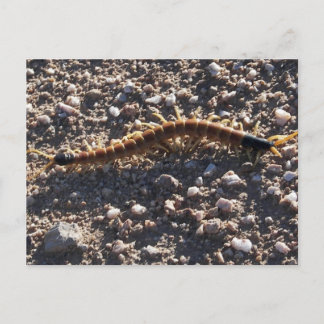 Riant Desert Centipede Postkarte