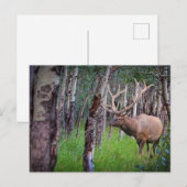 Riant Elk Foto Postkarte (Vorne/Hinten)