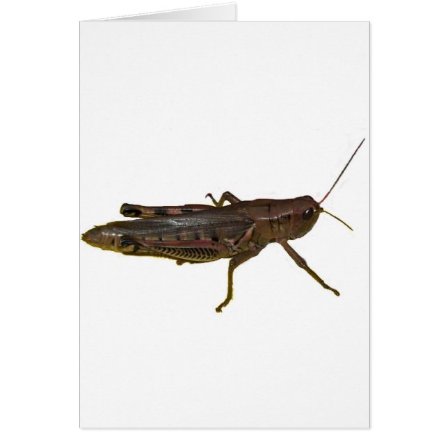 Riant Grasshopper (Vorne)