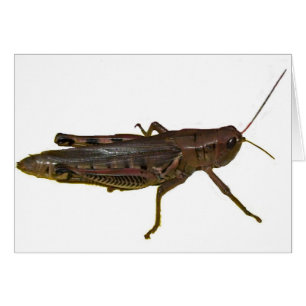 Riant Grasshopper