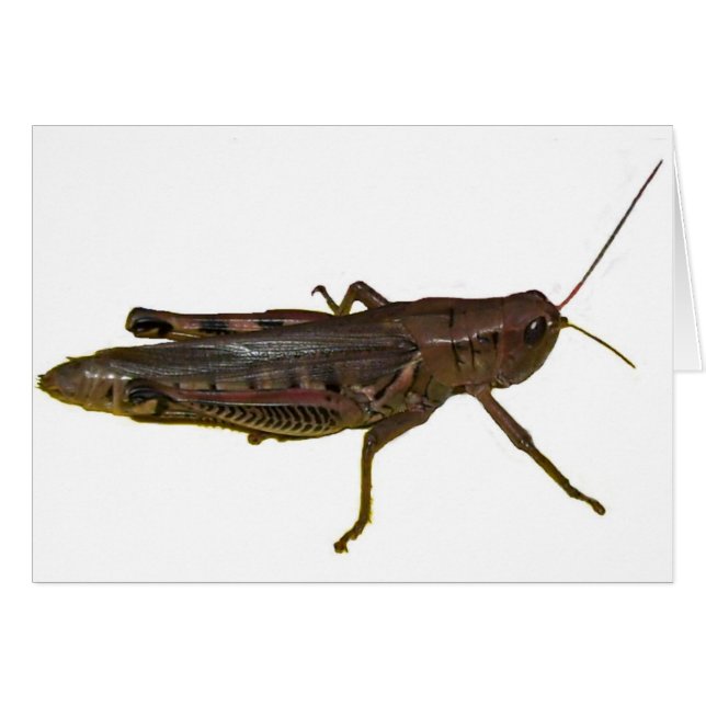 Riant Grasshopper (Vorderseite (Horizontal))