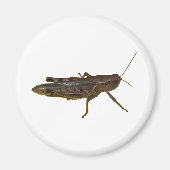 Riant Grasshopper Magnet (Vorne)