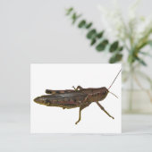 Riant Grasshopper Postkarte (Stehend Vorderseite)