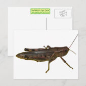 Riant Grasshopper Postkarte (Vorne/Hinten)