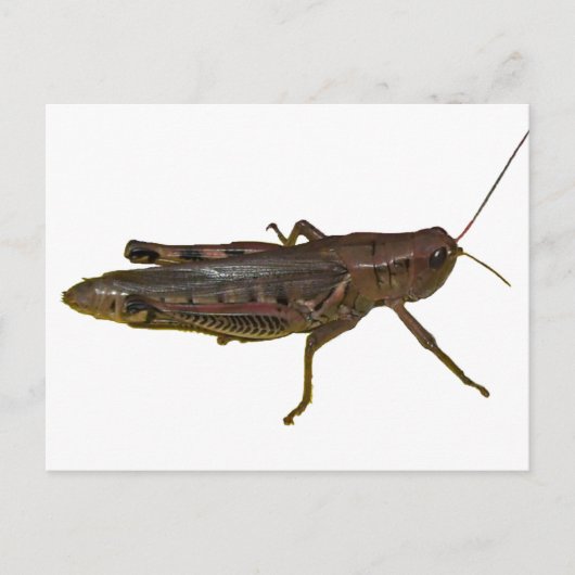 Riant Grasshopper Postkarte (Vorderseite)