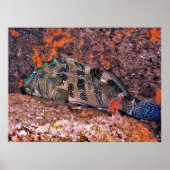 Riant Hawkfish Poster (Vorne)