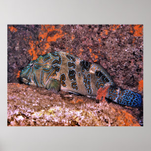 Riant Hawkfish Poster