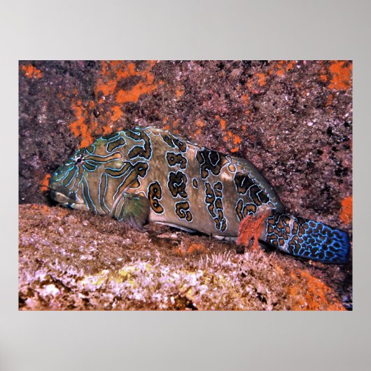 Riant Hawkfish Poster (Vorne)