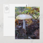 Riant Mushroom Postkarte (Vorne/Hinten)