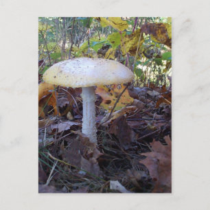 Riant Mushroom Postkarte