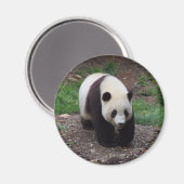 Riant Panda Foto Circle Magnet (Vorderseite/Rückseite)
