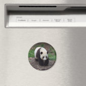 Riant Panda Foto Circle Magnet (In Situ (Geschirrspüler))
