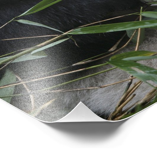 Riant Panda Fotodruck (Ecke)
