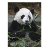 Riant Panda Fotodruck (Vorne)