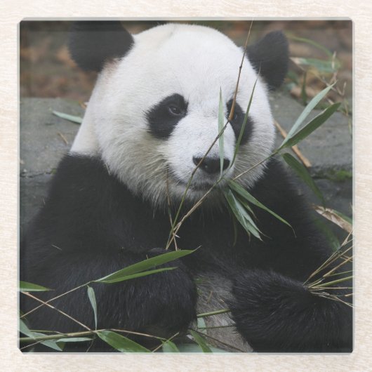 Riant Panda Glasuntersetzer (Vorderseite)
