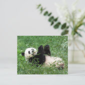 Riant Panda Lounges Eating Bamboo Postkarte (Stehend Vorderseite)