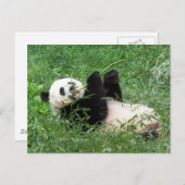 Riant Panda Lounges Eating Bamboo Postkarte (Vorne/Hinten)