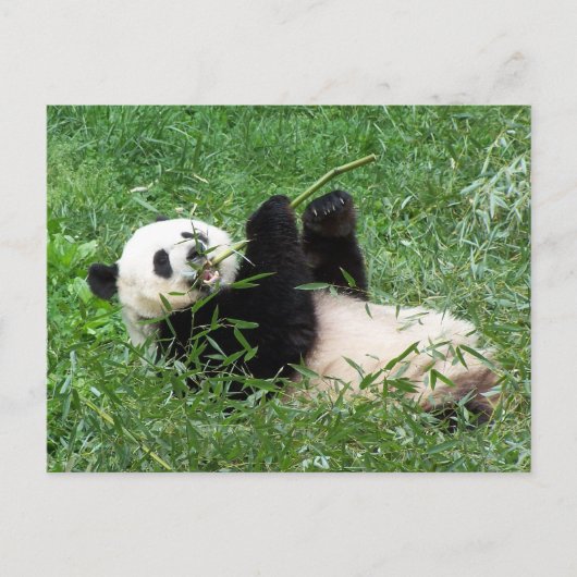 Riant Panda Lounges Eating Bamboo Postkarte (Vorderseite)