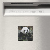 Riant Panda Magnet (In Situ (Geschirrspüler))