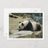 Riant Panda Postkarte (Vorne/Hinten)