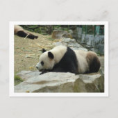 Riant Panda Postkarte (Vorderseite)