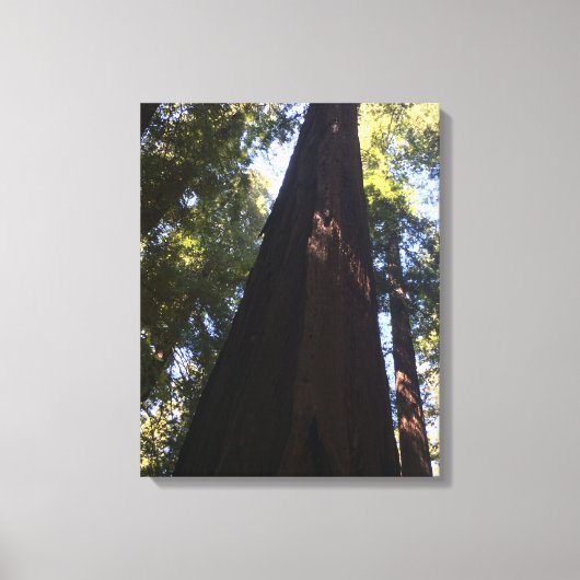 Riant Red Woods Leinwanddruck (Vorderseite)