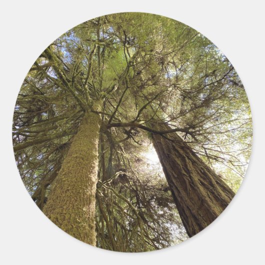 Riant Redwoods Sticker (Vorderseite)
