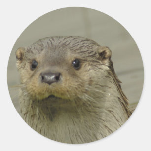 Riant River Otter Stickers