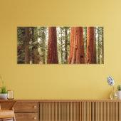Riant Sequoia Panorama Leinwanddruck (Insitu (Wohnzimmer))