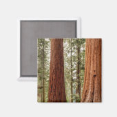 Riant Sequoia Panorama Magnet (Vorderseite/Rückseite)