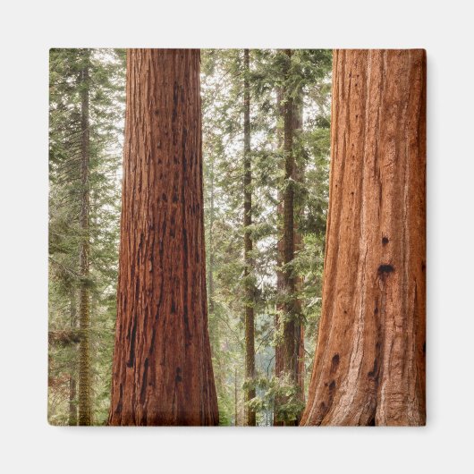 Riant Sequoia Panorama Magnet (Vorne)