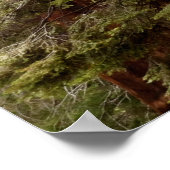 Riant Sequoia Panorama Poster (Ecke)