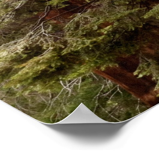 Riant Sequoia Panorama Poster (Ecke)