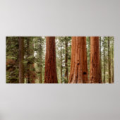 Riant Sequoia Panorama Poster (Vorne)