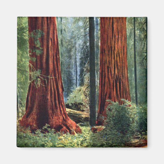 Riant Sequoia Trunks Magnet (Vorne)