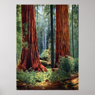 Riant Sequoia Trunks Poster