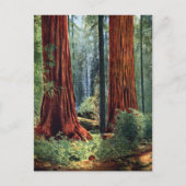 Riant Sequoia Trunks Postkarte (Vorderseite)