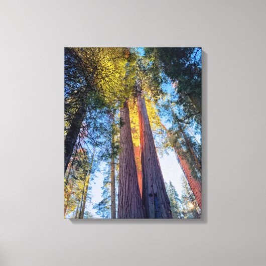 Riant Sequoias Leinwanddruck (Vorderseite)