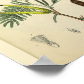 Rib Cage Sternum Anatomie Art Print Poster (Ecke)