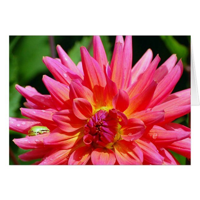 Ribbit (Vorderseite (Horizontal))