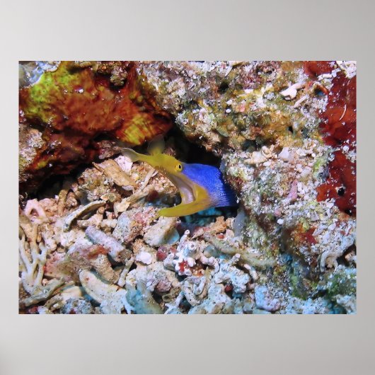 Ribbon Eel Poster (Vorne)