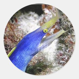 Ribbon Eel Runder Aufkleber