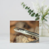 Ribbon Schlange. Postkarte (Stehend Vorderseite)