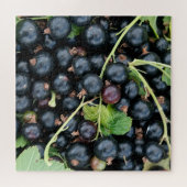 Ribes nigrum schwarze Johannisbeeren Ernte Puzzle (Horizontal)