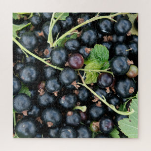 Ribes nigrum schwarze Johannisbeeren Ernte Puzzle