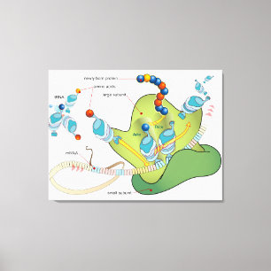 Ribosom mRNA tRNA Moleküle Proteine Diagramm  Leinwanddruck